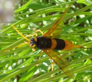 Greater horntail sawfly