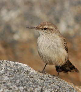 My friend, the rock wren