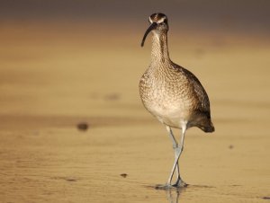 whimbrella