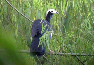 Blue-throated Piping-guan