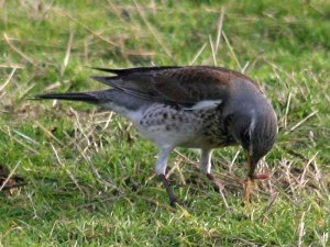 Fieldfare with takeaway