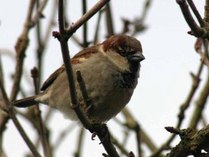 yet another sparrow