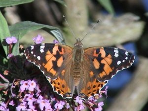 Painted Lady in garden