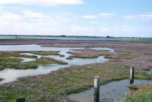 Sea Lavender