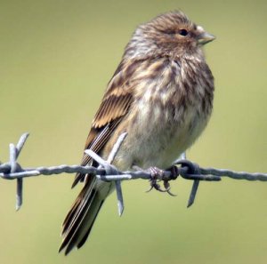 Twite