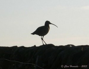 Curlew Silhouette