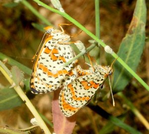 Spotted Fritillaries