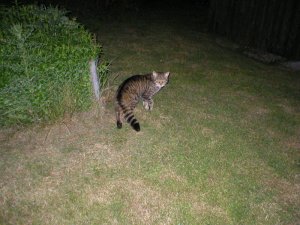 Scottish Wildcat