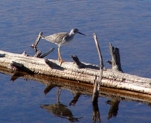 Yellowlegs on a log