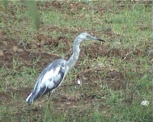 juvenile little blue heron