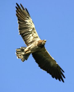 Swainson's Hawk