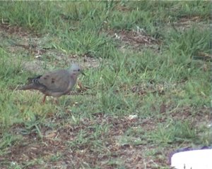 violet-eared dove