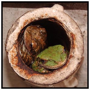 Fraternizing, Cuban Tree Frogs