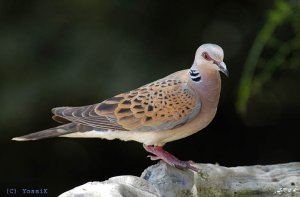 Turtle dove