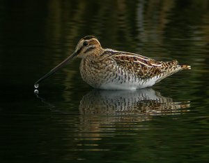 Common Snipe