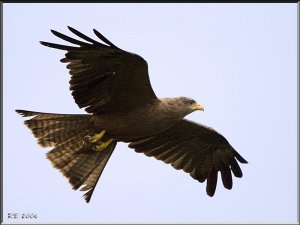 Yellow-billed Kite