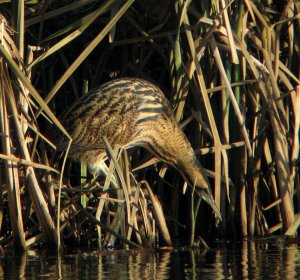 Berkshire Bittern