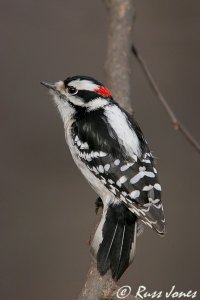 downy woodpecker