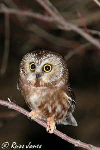 northern saw-whet owl
