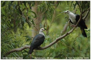 White-headed Pigeons