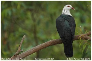 White-headed Pigeon