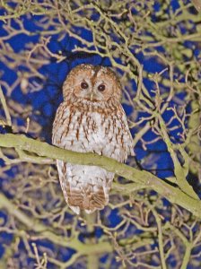 Tawny Owl