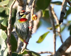 Barbet