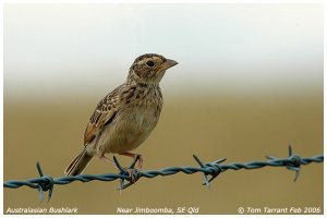 Australasian (Singing) Bushlark