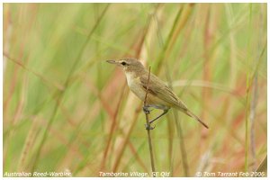 Australian (Clamorous) Reed-Warbler