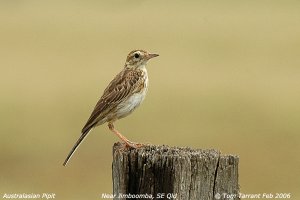 Australasian (Richard's) Pipit