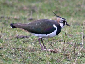 Just another lapwing