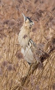 Bittern making an exhibition of itself