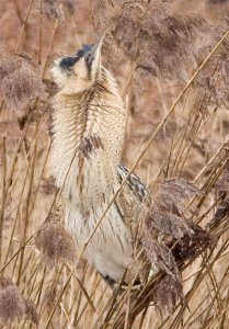 Bittern