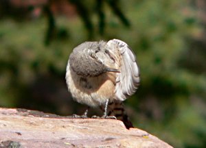 Rock wren preening