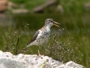 Upset spotted sandpiper