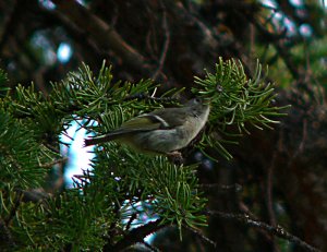 Feeding Ruby-Crowned Kinglet