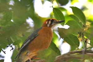 Orange-headed thrush