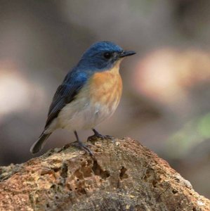 Tickell's Blue-Flycatcher