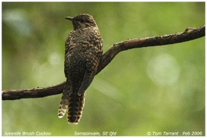 Brush Cuckoo