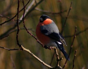 Bullfinch