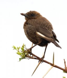 Southern Anteater Chat