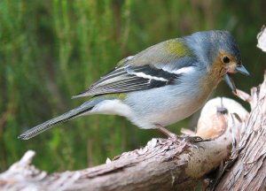 Yawning Madeira chaffinch