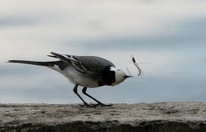 White Wagtail