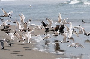 Terns and Gray Gulls