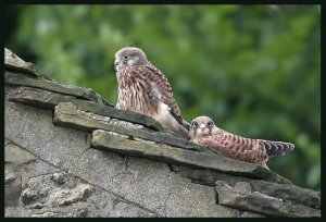 Kestrel (common) juveniles