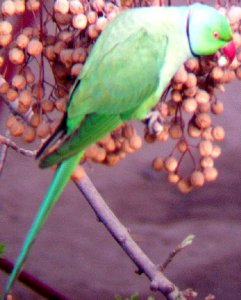 Parakeet enjoying juicy fruit