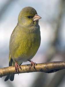 Greenfinch