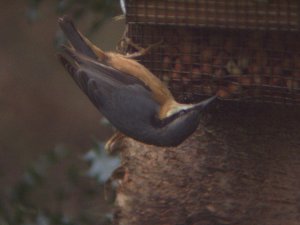 Nuthatch