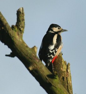 Great Spotted Woodpecker