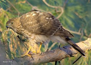 Cooper's Hawk Feeding